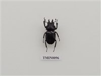 藏品(泥圓翅鍬形蟲)的圖片